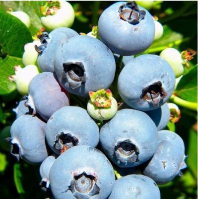 Голубика высокорослая Нельсона 7Ц в интернет гипермаркете «Планета Лета». Фото