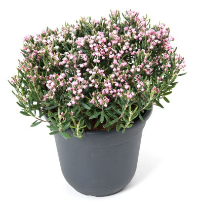 Андромеда многолистная, Гор21, Выс30 в интернет гипермаркете «Планета Лета». Фото