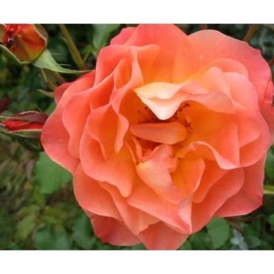 Роза шраб Вестерланд, Гор38 ЕП в интернет гипермаркете «Планета Лета». Фото