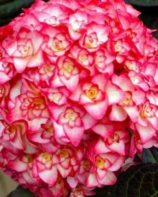 Гортензия крупнолистная Мисс Саори (туба) в интернет гипермаркете «Планета Лета». Фото