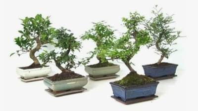 Бонсаи Mix, Гор13, Выс30 в интернет гипермаркете «Планета Лета». Фото