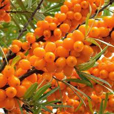 Облепиха Эссель/Цкор П в интернет гипермаркете «Планета Лета». Фото