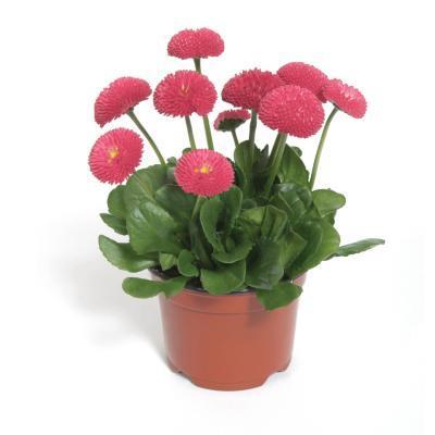 Хризантема Bellisima, Гор12, Выс27 в интернет гипермаркете «Планета Лета». Фото