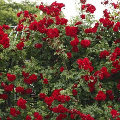 Роза плетистая Амадеус C2 Выс30 в интернет гипермаркете «Планета Лета». Фото