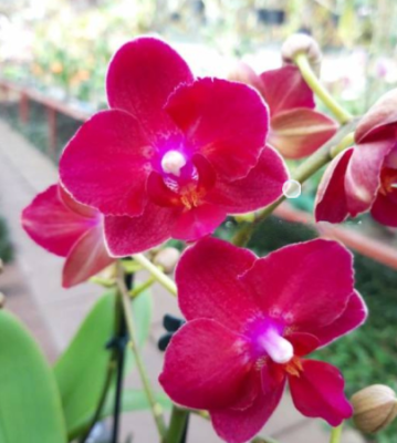 Фаленопсис 2 pp Multiflora Happy Star, Гор12, Выс50 в интернет гипермаркете «Планета Лета». Фото