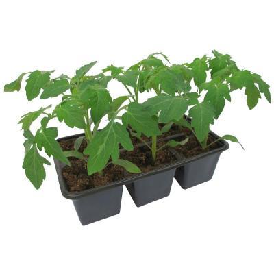 Рассада Томат Волгоградский 323 (1*6) в интернет гипермаркете «Планета Лета». Фото