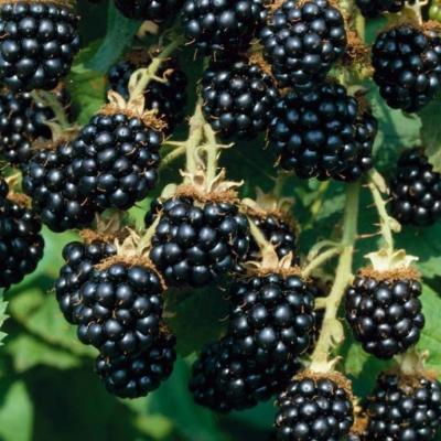 Ежевика Торнфри, С2 П в интернет гипермаркете «Планета Лета». Фото