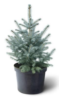 Ель колючая Супер Блю Сидлинг Гор23, Выс50 КТ в интернет гипермаркете «Планета Лета». Фото