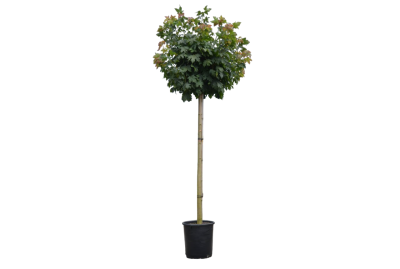 Клен платан. Globosum штамб, C10, Выс100 в интернет гипермаркете «Планета Лета». Фото