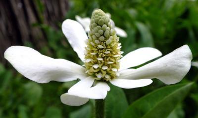 Анемопсис М в интернет гипермаркете «Планета Лета». Фото