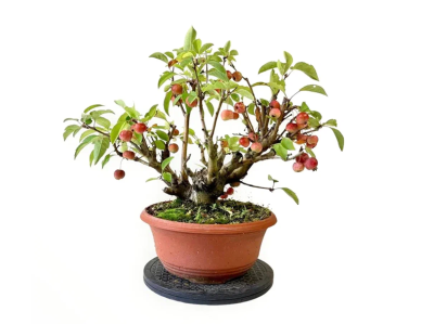 Бонсаи malus, Гор15, Выс30 в интернет гипермаркете «Планета Лета». Фото