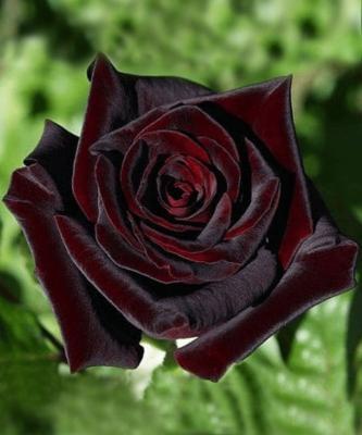 Роза чайно-гибридн Черная магия в коробке в интернет гипермаркете «Планета Лета». Фото