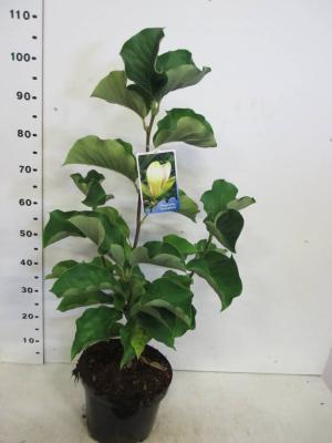 Магнолия Sunsation, Гор38, Выс150 в интернет гипермаркете «Планета Лета». Фото