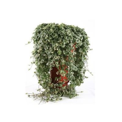 Будра /глекома/ подвес Гор18 М в интернет гипермаркете «Планета Лета». Фото