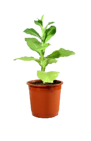 Табак, Гор8 М в интернет гипермаркете «Планета Лета». Фото