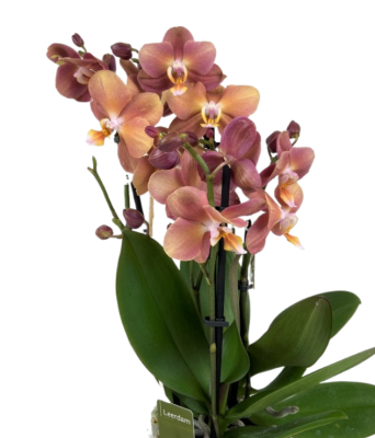 Фаленопсис 2 pp Ant Monaco в интернет гипермаркете «Планета Лета». Фото