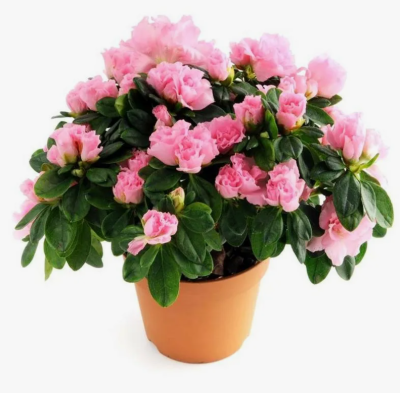 Азалия Homebush, C9.2, Гор80-100 в интернет гипермаркете «Планета Лета». Фото