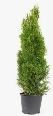 Туя запад.Брайт Смарагд, Гор19 М в интернет гипермаркете «Планета Лета». Фото