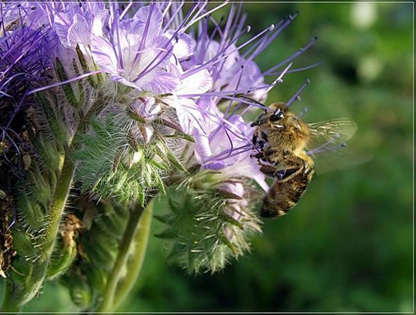 Фацелия Пижмолистная 500 г Агроуспех в интернет гипермаркете «Планета Лета». Фото Фацелия Пижмолистная 500 г в интернет гипермаркете «Планета Лета». Фото