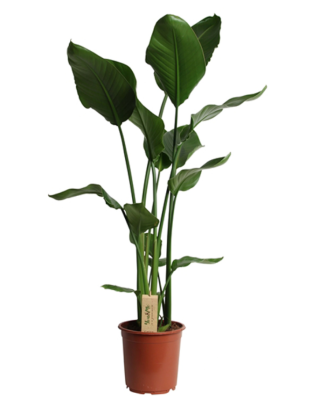 Стрелиция Nicolai, Гор21, Выс130 в интернет гипермаркете «Планета Лета». Фото