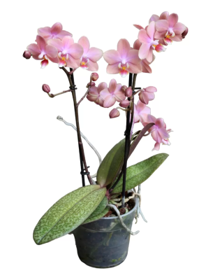 Фаленопсис Parfumed, Гор12, Выс35 в интернет гипермаркете «Планета Лета». Фото