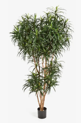 Драцена Анита Рефлекса 150 см в интернет гипермаркете «Планета Лета». Фото