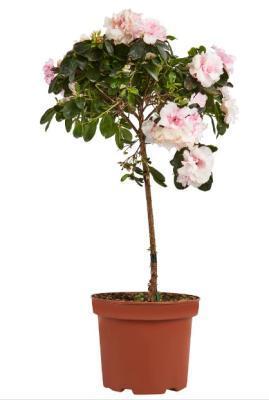 Азалия японская микс штамб, Гор24, Выс60 И в интернет гипермаркете «Планета Лета». Фото