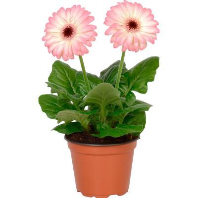 Гербера, Гор10 М в интернет гипермаркете «Планета Лета». Фото