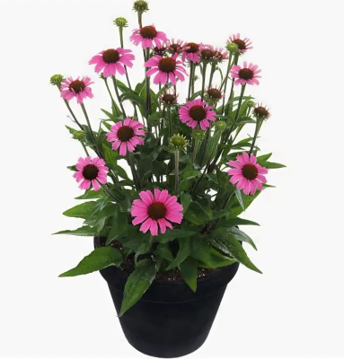 Эхинацея, Гор13 М в интернет гипермаркете «Планета Лета». Фото