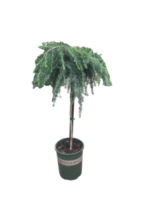 Кедр гималайский Golden Horizon штамб 40, C9 в интернет гипермаркете «Планета Лета». Фото