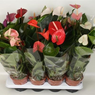 Антуриум Paradise, Гор14, Выс50 в интернет гипермаркете «Планета Лета». Фото