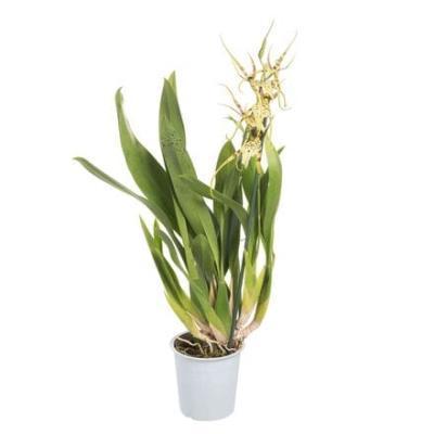 Орхидея Brassia, Гор12, Выс60 в интернет гипермаркете «Планета Лета». Фото