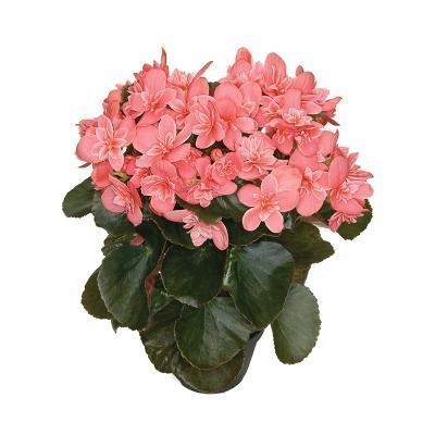 Бегония Ceveca, Гор12, Выс30 в интернет гипермаркете «Планета Лета». Фото