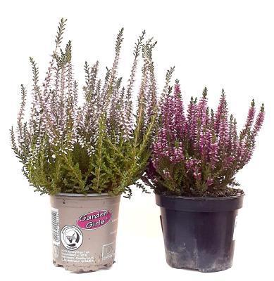 Вереск, Гор11, Выс20 в интернет гипермаркете «Планета Лета». Фото