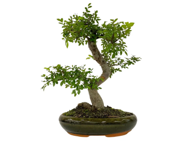 Бонсаи Zelkova, Гор16, Выс30 в интернет гипермаркете «Планета Лета». Фото