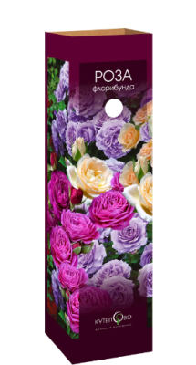Роза флорибунда Каталина в коробке Кут в интернет гипермаркете «Планета Лета». Фото