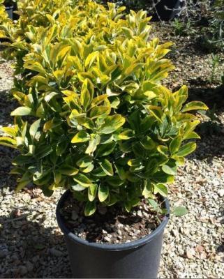 Бересклет японский Микрофилус Гор17 М в интернет гипермаркете «Планета Лета». Фото