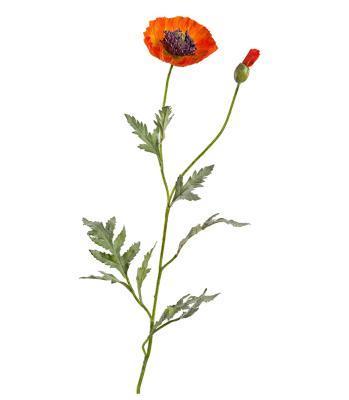 Мак оранжевый в-73 см, 1цв д-10 см, 1бут 12/120 30.03110115OR в интернет гипермаркете «Планета Лета». Фото