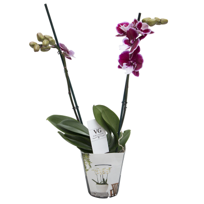 Фаленопсис Mix 2 рр big lip, Гор12, Выс50 в интернет гипермаркете «Планета Лета». Фото