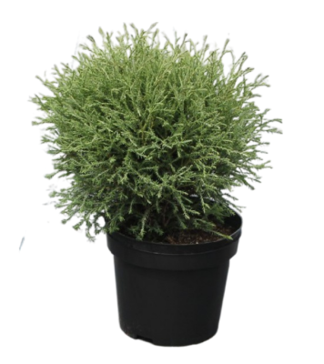 Туя запад.М-р Боулинг Болл, Гор19, Выс40 КТ в интернет гипермаркете «Планета Лета». Фото