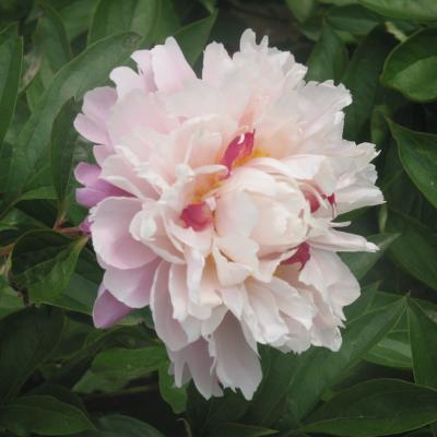 Пион травянистый Весенний Снег (туба) в интернет гипермаркете «Планета Лета». Фото