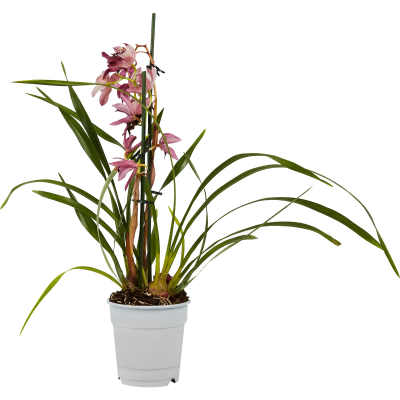 Цимбидиум Mix, Гор12, Выс50 в интернет гипермаркете «Планета Лета». Фото