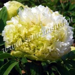 Пион древовидный Весенняя ива/ЦКорЛюкс П в интернет гипермаркете «Планета Лета». Фото