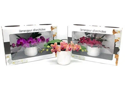 Фаленопсис L'arrangeur D'orchidee mix, Гор12, Выс60 в интернет гипермаркете «Планета Лета». Фото