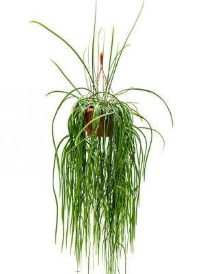 Леписмиум Bolivianum, Гор17, Выс60 в интернет гипермаркете «Планета Лета». Фото