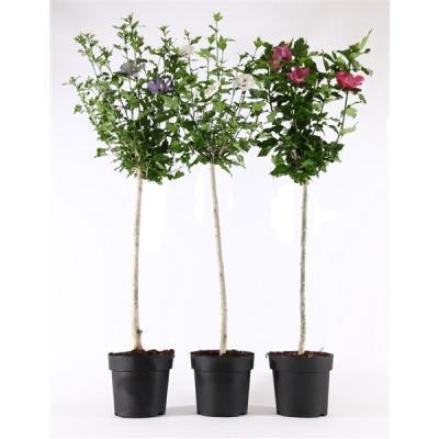 Гибискус сирийский штамб, Гор27, Выс80 И в интернет гипермаркете «Планета Лета». Фото