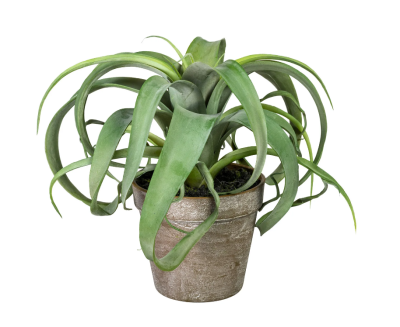 Тилландсия Xerographica, Гор15, Выс15 в интернет гипермаркете «Планета Лета». Фото