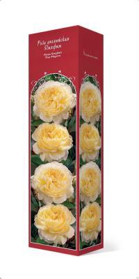 Роза английская парковая Пилгрим Люкс П в интернет гипермаркете «Планета Лета». Фото