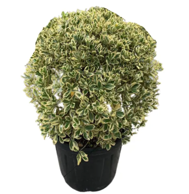 Бересклет япон.Bravo шар, Гор28, Выс45 И в интернет гипермаркете «Планета Лета». Фото