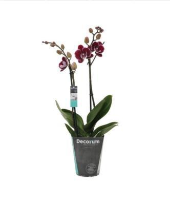 Фаленопсис 2 pp Broken Heart, Гор12, Выс50 в интернет гипермаркете «Планета Лета». Фото